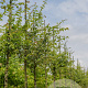 Crataegus media 'Paul's Scarlet' 14-16 HO draadkluit