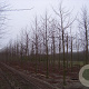Liquidambar s. 'Worplesdon' 18-20 HO draadkluit