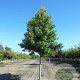 Liquidambar s. 'Worplesdon' 20-25 HO draadkluit