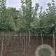 Malus d. 'Jonagold' 10-12 HO draadkluit