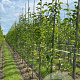 Magnolia kobus 16-18 HO draadkluit