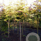 Parrotia persica 'Vanessa' 14-16 HO draadkluit