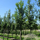 Prunus ser. 'Sunset Boulevard' 16-18 HO draadkluit