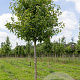 Pyrus calleryana 'Chanticleer' 14-16 HO draadkluit