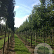 Pyrus calleryana 'Chanticleer' 18-20 HO draadkluit