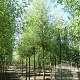 Salix alba 'Chermesina' 20-25 HO draadkluit