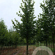 Tilia europaea 'Pallida' 16-18 HO draadkluit