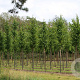 Tilia europaea 'Pallida' 20-25 HO draadkluit