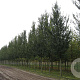 Ulmus 'Lobel' 25-30 HO draadkluit