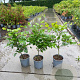 Fagus sylvatica 40-60 cm 2,5L