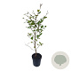 Fagus sylvatica 60-80 cm 2,5L