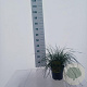 Deschampsia cesp. 'Tardiflora' 35-45 cm 3,0L