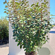 Elaeagnus ebbingei 125-150 cm 20L