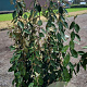 Elaeagnus ebbingei 150-175 cm 20L