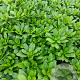 Euphorbia amygdal. robbiae GM 2,0L