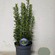 Euonymus jap. 'Green Spire' 30-40 cm 3,0L