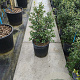 Osmanthus burkwoodii 50-60 cm 10L