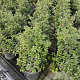Osmanthus burkwoodii 50-60 cm 10L