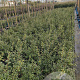 Osmanthus burkwoodii 50-60 cm 10L