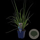 Pennisetum al. 'Black Beauty' GM  P11