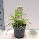 Pennisetum or. 'Fairy Tails' 25-30 cm 2,0L