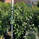 Prunus l. Genolia 100-125 cm 10L
