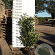Prunus l. Genolia 80-100 cm 10L