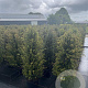 Taxus baccata 100-125 cm 20L
