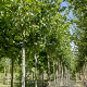Acer rubrum 12-14 HO draadkluit