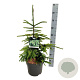 Picea orientalis 'Aureospicata' 50-60 cm 6L