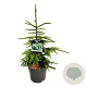 Picea orientalis 'Aureospicata' 50-60 cm 6L