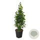 Sciadopitys vert. 'Joe Kozey' 100-120 cm 20L