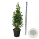 Sciadopitys vert. 'Joe Kozey' 100-120 cm 20L