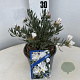 Convolvulus cneorum 20-25 cm 2,0L