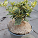 Osmanthus heter. 'Goshiki' 20-25 cm 2,0L