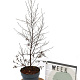 Betula pendula Fuzzy Feathers 40-60 cm 3,0L
