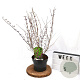 Callicarpa dich. 'Issai' 40-60 cm 3,0L