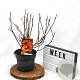 Physocarpus opulif. Diable d'Or 40-60 cm 3,0L