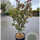 Acer pal. 'Bloodgood' 125-150 cm 30L