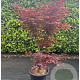 Acer pal. 'Bloodgood' 125-150 cm 30L
