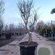 Acer pal. 'Fireglow' 125-150 cm container meerstammig
