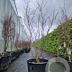 Acer pal. 'Fireglow' 175-200 cm cont. 65L meerstammig