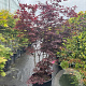 Acer pal. 'Fireglow' 175-200 cm cont. 65L meerstammig