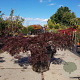 Acer pal. 'Garnet' 20 cm stam container