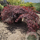 Acer pal. 'Garnet' 20 cm stam container