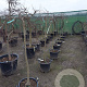 Acer pal. 'Inaba-shidare' 100 cm stam container kroon 80-100