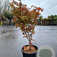 Acer pal. 'Osakazuki' 100-125 cm container