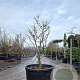 Acer pal. 'Osakazuki' 125-150 cm cont. 130L meerstammig