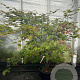 Acer pal. 'Osakazuki' 125-150 cm 20L meerstammig