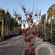 Acer pal. 'Osakazuki' 125-150 cm 20L meerstammig